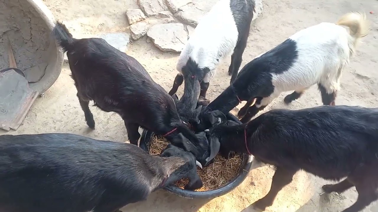 😋🐐 Goats Loving Their Breakfast on the Farm 