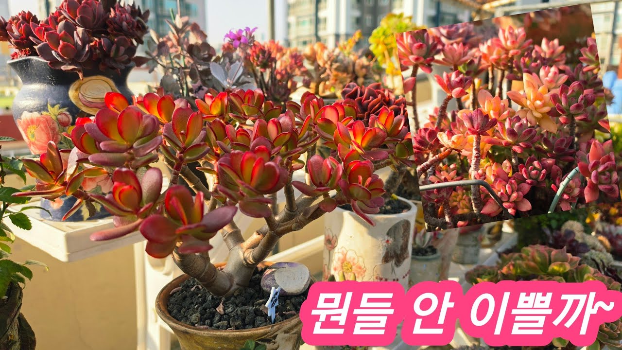 #미미네옥상다육🩷우와!!이뻐지는 아이들 보며 넘 오랜만에 눈맛😄다육이는 이거징~!!#옥상노지다육 직광이 살짝 걱정💋26.3.17/korean succulents plants 🪴 