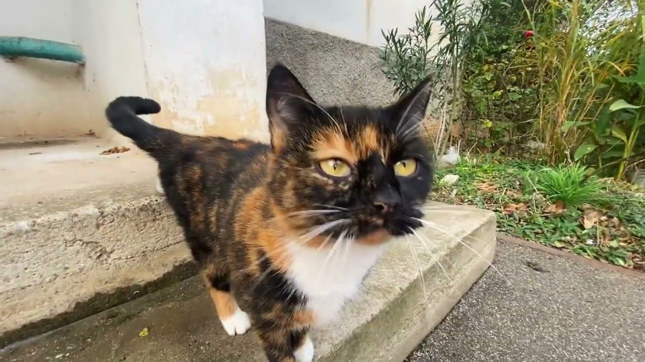 This Tortoiseshell Street Cat Looked Strong… Until You Saw Her Eyes
