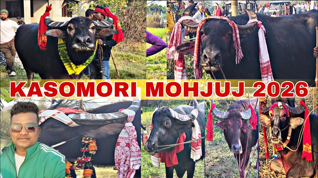 আজিৰ কাছামাৰী খেলৰ  ম`হবোৰ চাও আঁহক || kasomari mohjuj 2026 #mohjuj #mrblackextra #mohorjuj2026