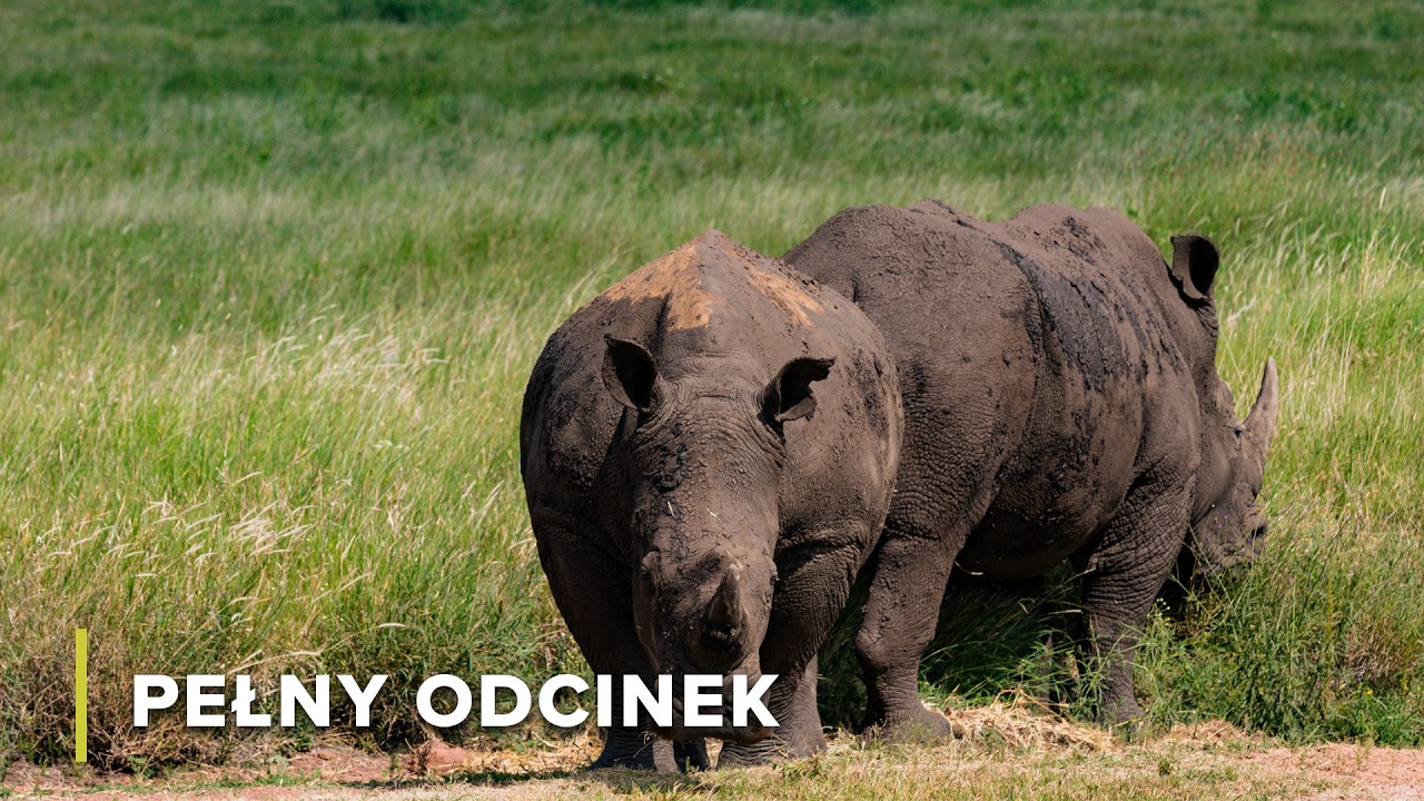 Życie w Waterbergu i Kraterze Vredefort | Dzikie Horyzonty Afryki 101+102