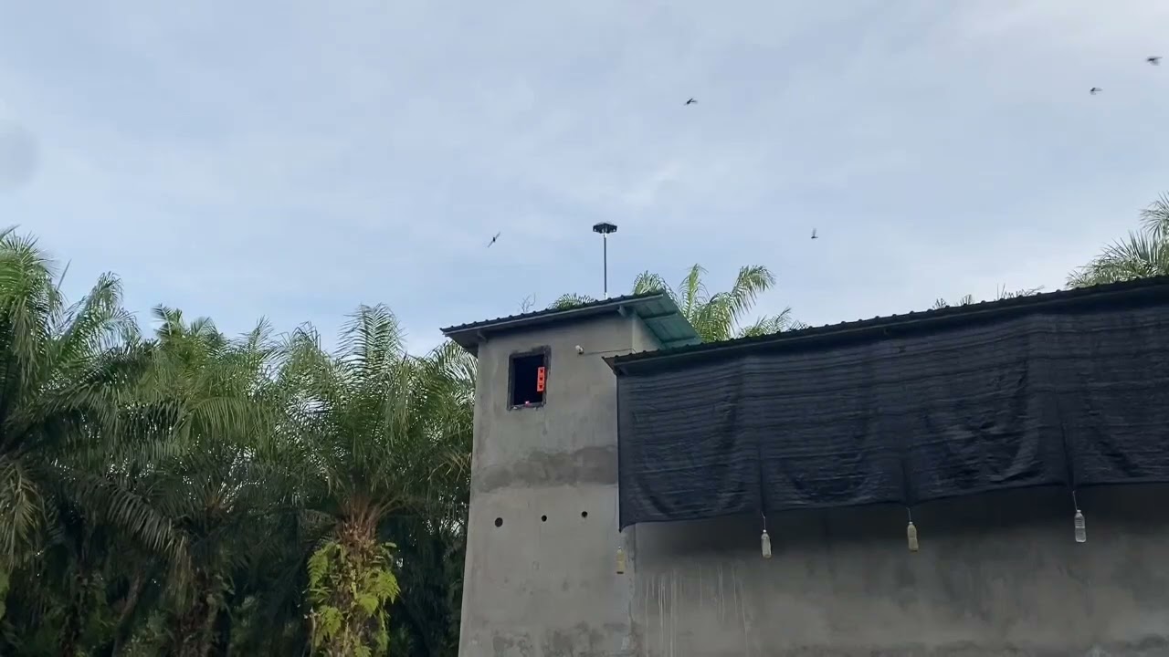 AKSI SP BIRAHI JADUL 02 DI MALAYSIA.