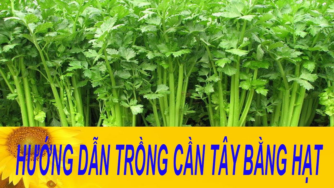 Cách trồng rau cần tây trong thùng xốp tươi tốt quanh năm | Hạt Giống Rau Cần Tây - Nảy mầm nhanh,
