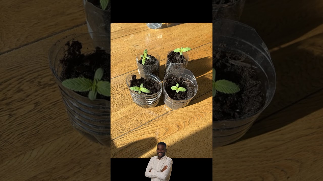 Cannabis Cultivation New grower