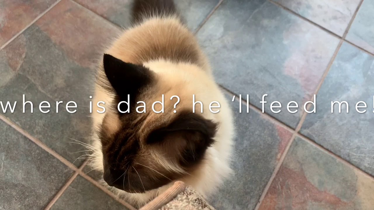 Birman Cat Routine