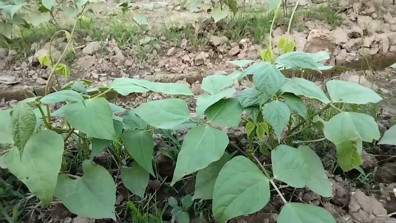 cách trồng đậu que siêu trái