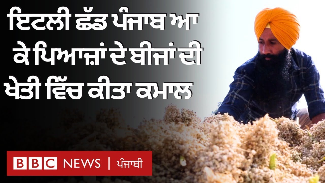 Onion seeds farming: ਇਸ ਨੌਜਵਾਨ ਨੇ ਪਿਆਜਾਂ ਦੇ ਬੀਜਾਂ ਦੀ ਖੇਤੀ ਨੂੰ ਕਿਵੇਂ ਬਦਲਿਆ ਸਫਲ ਖੇਤੀ 'ਚ | 𝐁𝐁𝐂 𝐏𝐔𝐍𝐉𝐀𝐁𝐈