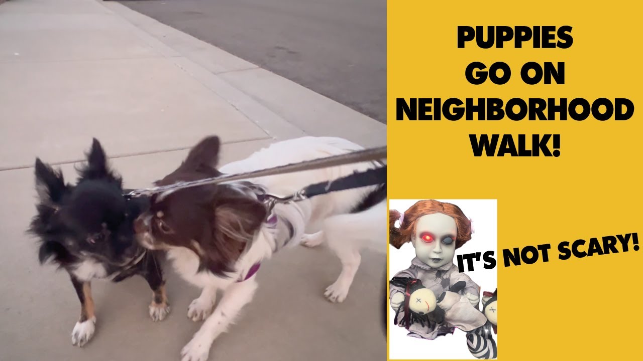 Puppies Scary Neighborhood Walk? | Sweetie Pie Pets by Kelly Swift