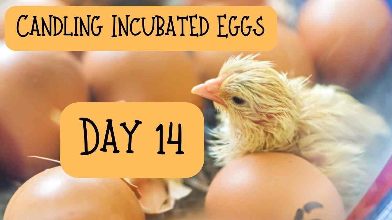 Candling The Incubated Eggs: DAY 14