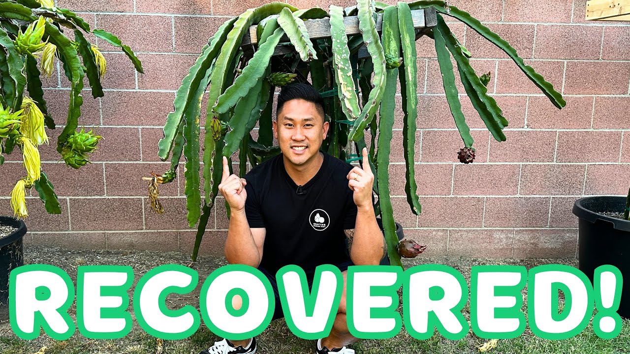 What To Do When Dragon Fruit Gets Sunburn and Heat Damage - My Sugar Dragon's Recovery Update