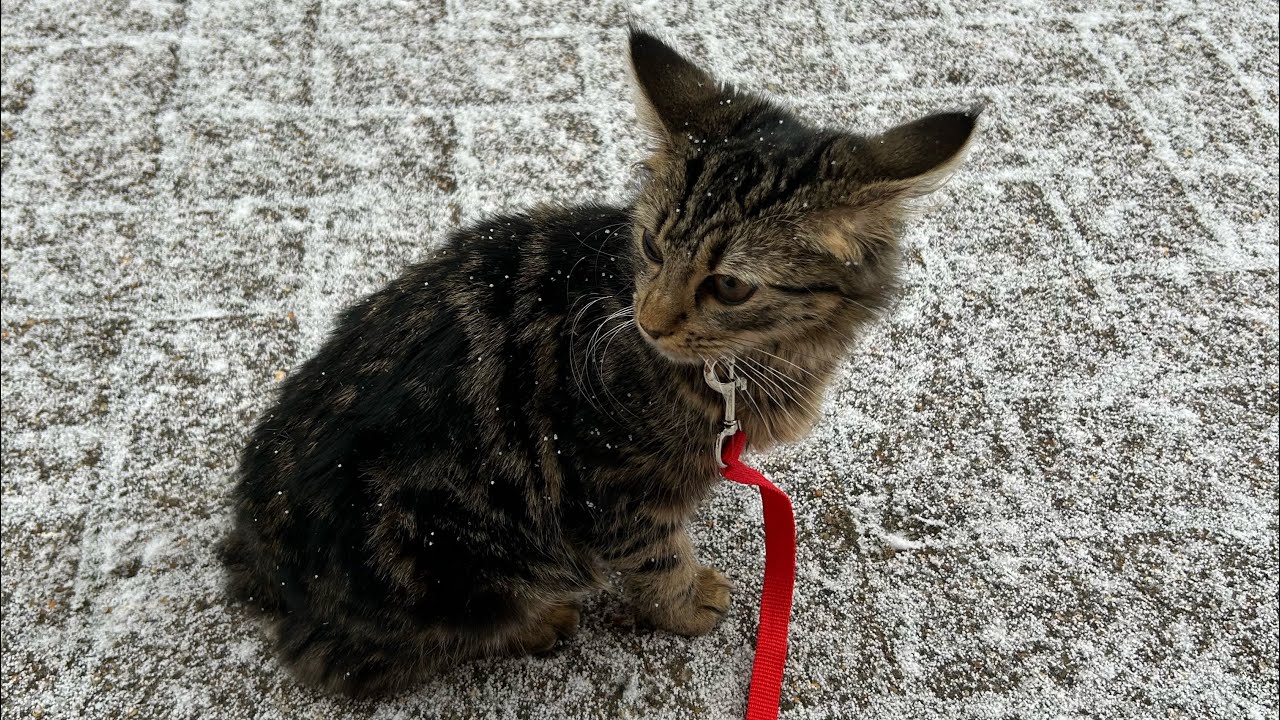 Kitten Experiences Winter for the First Time 🐾 ❄️ 