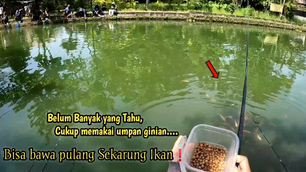 Belum banyak yang tahu❗Mancing Memakai Umpan Ini Bisa panen ikan..
