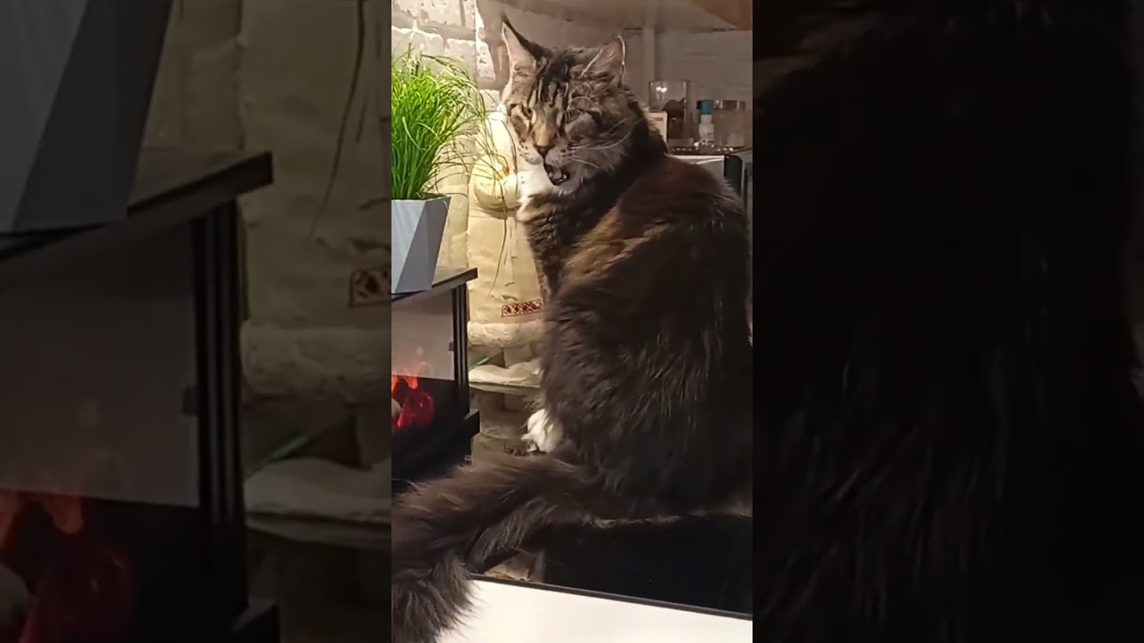 🐅❤️Катюша 