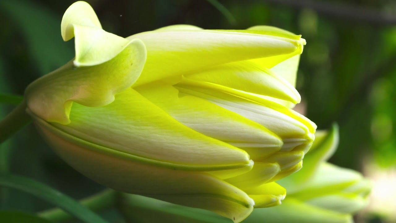 (10) Feelings of Nature / Dabas sajūtas (Aktavio Lioss video TRAILER)