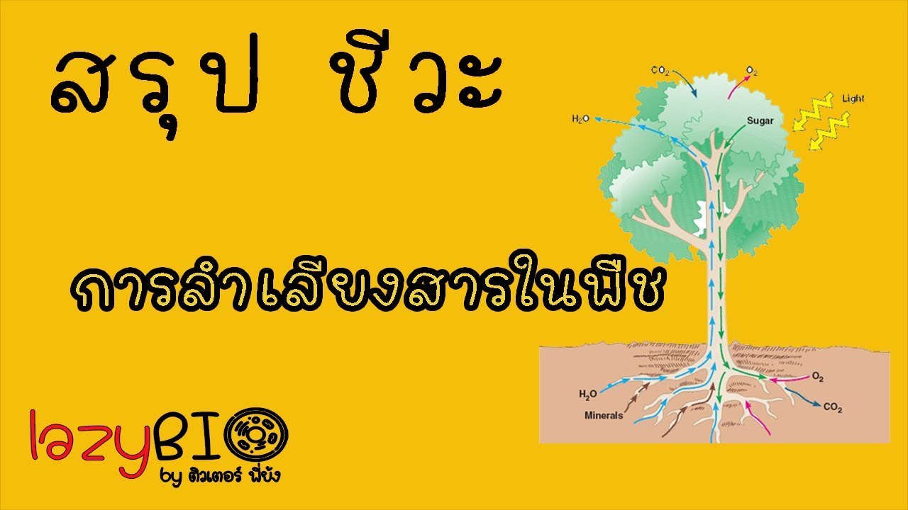 สรุปชีวะ การลำเลียงสารในพืช