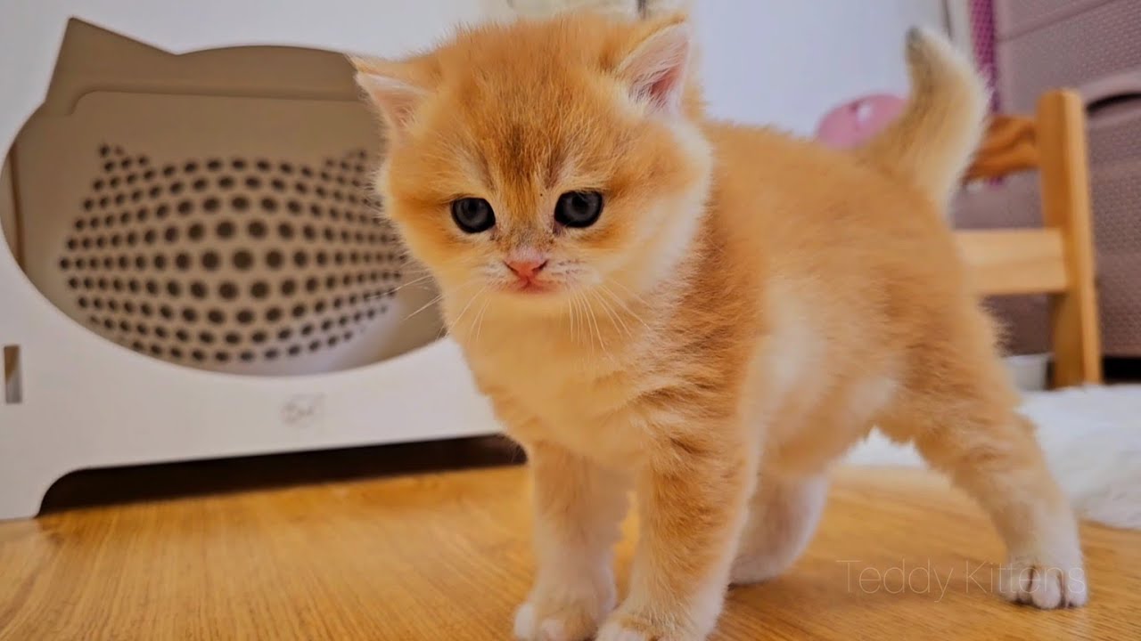 Honey Takes a Brave Step Out of the Kittening Box! 🐾