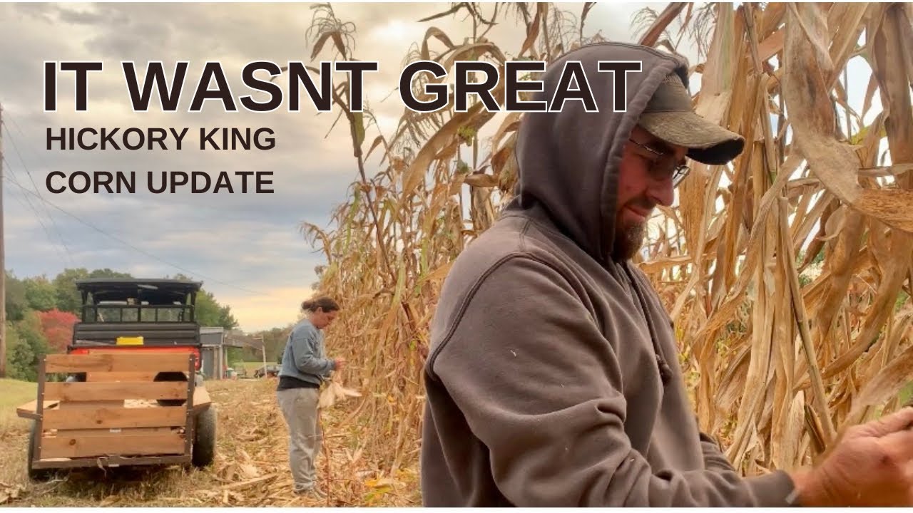 Last Corn Harvest of the Season | Homestead Vlog | October 11, 2023