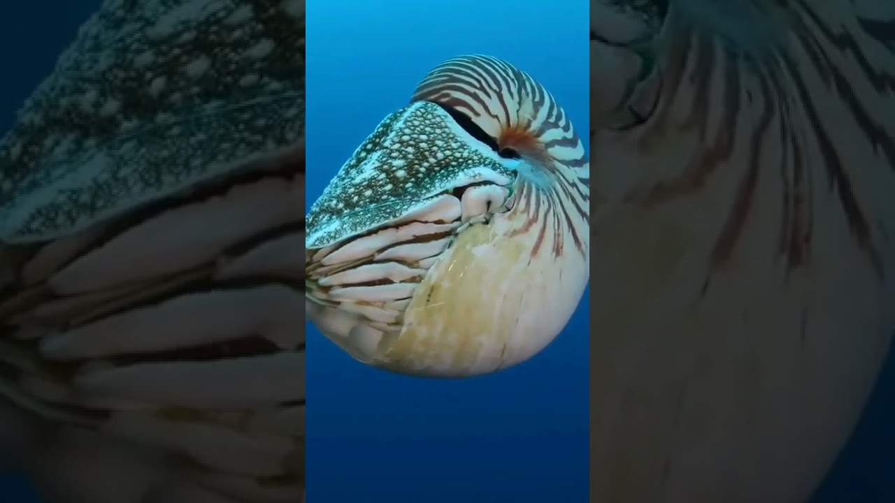 NAUTILUS! #molusco #cefal&oacute;podes #zoologia #vidamarinha #shorts