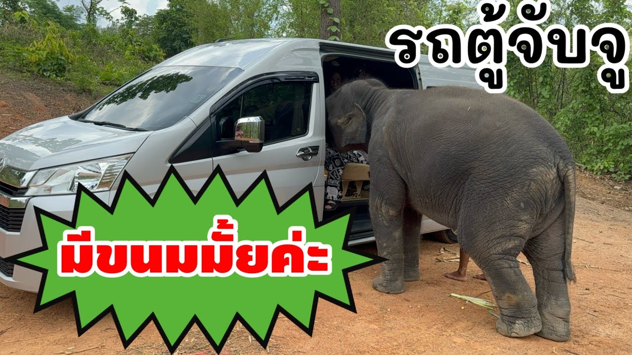 จูเนียร์ ร้อง วิ่งตามรถตู้ เขามีขนมมาล่อ เกือบโดนจับขึ้นรถแล้ว !!