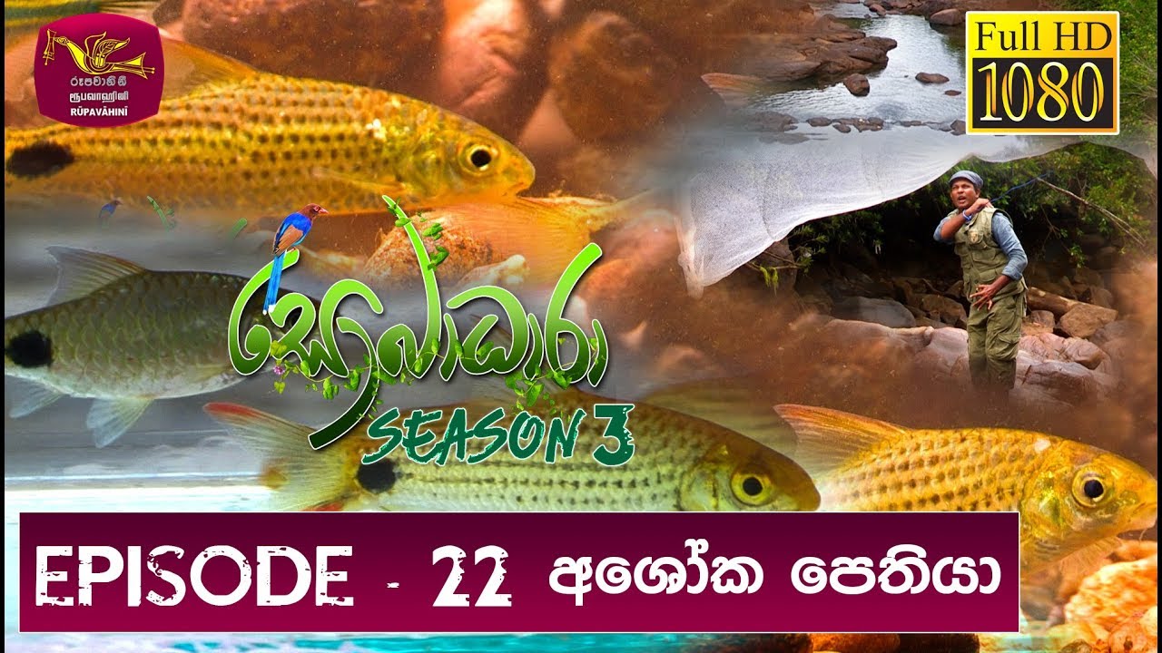 Sobadhara - Sri Lanka Wildlife Documentary | 2019-08-16 | Ashoka Pethiya (අශෝක පෙතියා)