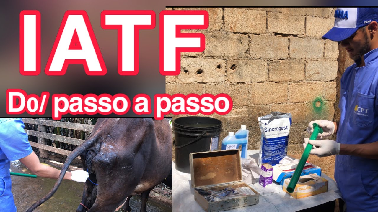 IATF - NA PRÁTICA ( 1º dia de protocolo D0 )