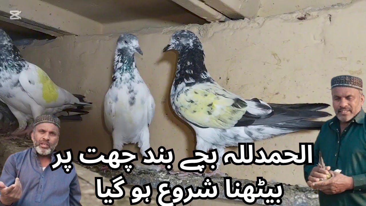 الحمدللہ بچے اسمان جانا شروع ہو گئے 🥰