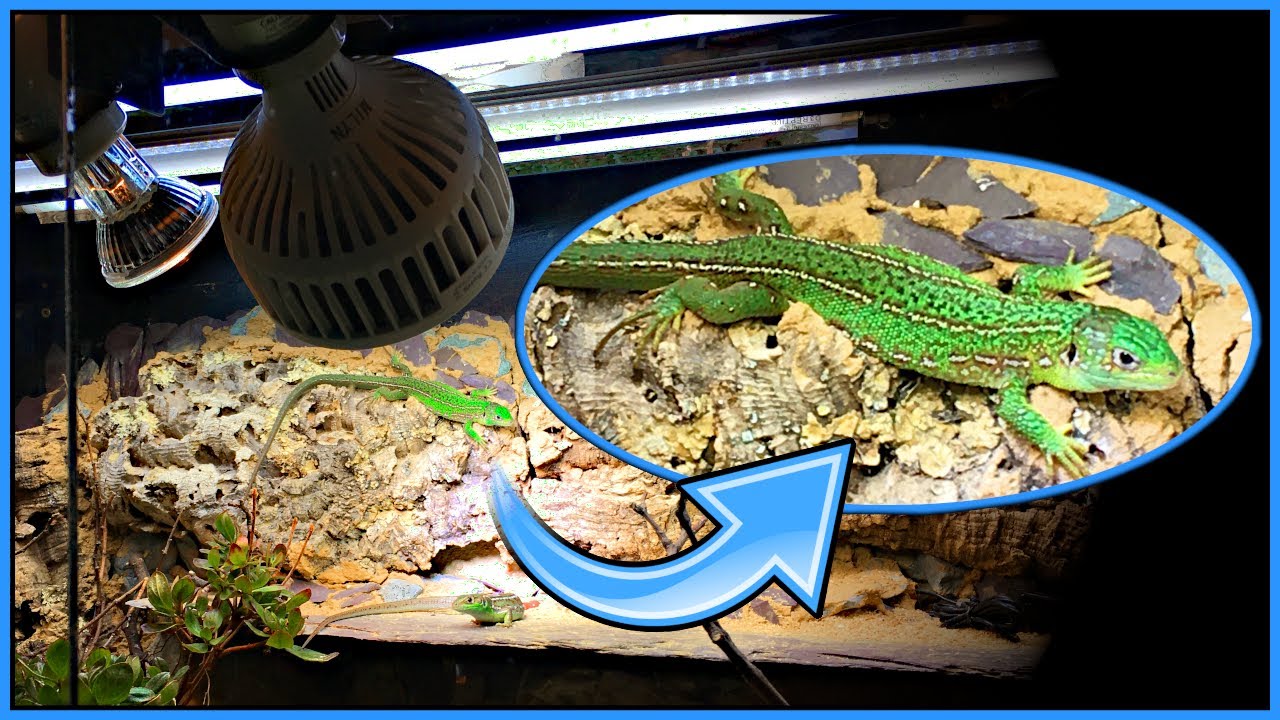 Lighting For Diurnal Reptiles - Bearded Dragons, Lacertas, Uromastyx, Tortoises, etc.