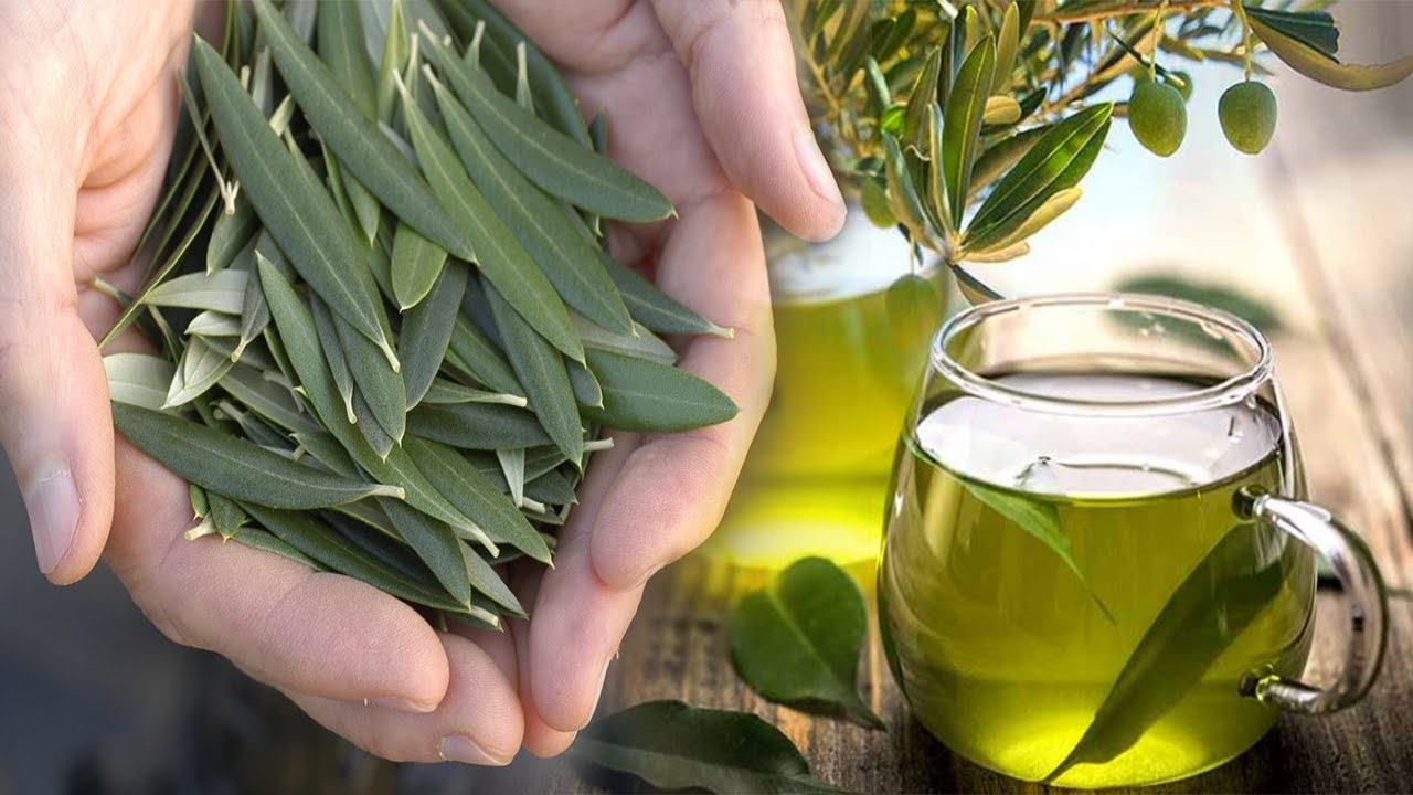 Habit mjeku: E piva para se të flija, çaj i gjetheve të ullirit bën mrekulli, ja sëmundjet që shëron