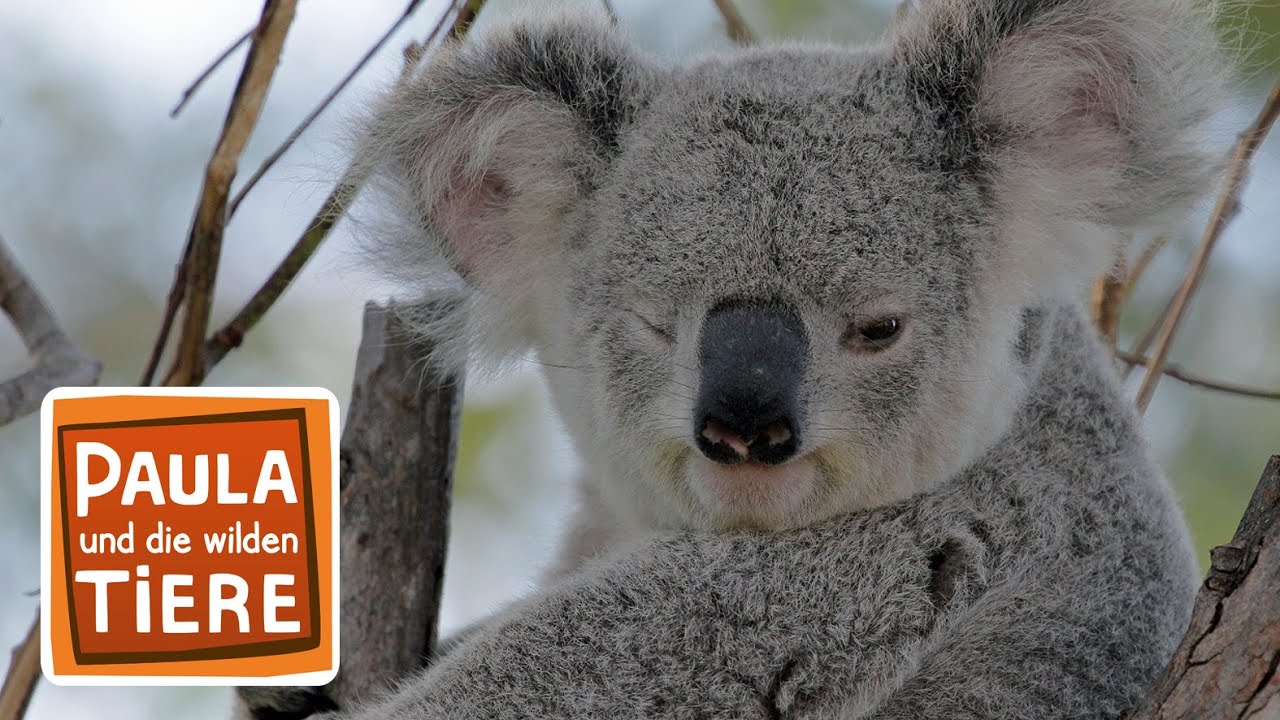 Komm kuscheln Koala! | Reportage für Kinder | Paula und die wilden Tiere