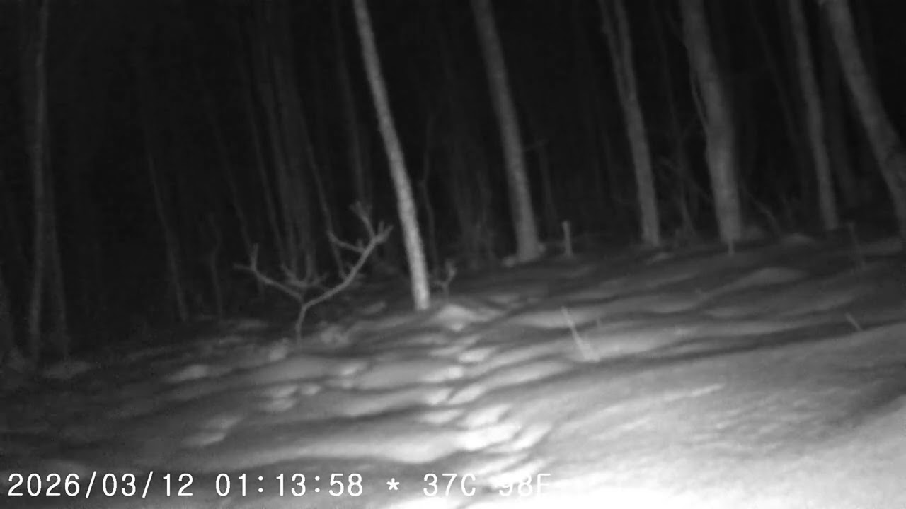 Фотоловушка. 12.03.2026. Заяц