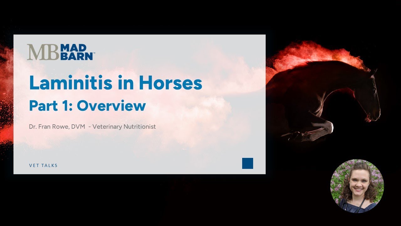 Part 1 - Laminitis in Horses: Overview - Mad Barn - Vet Talk