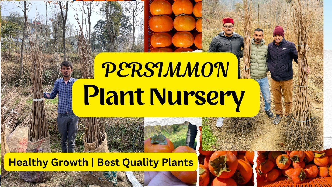 Persimmon Plant Nursery Tour | Healthy Persimmon Plants | Complete Farming Guide