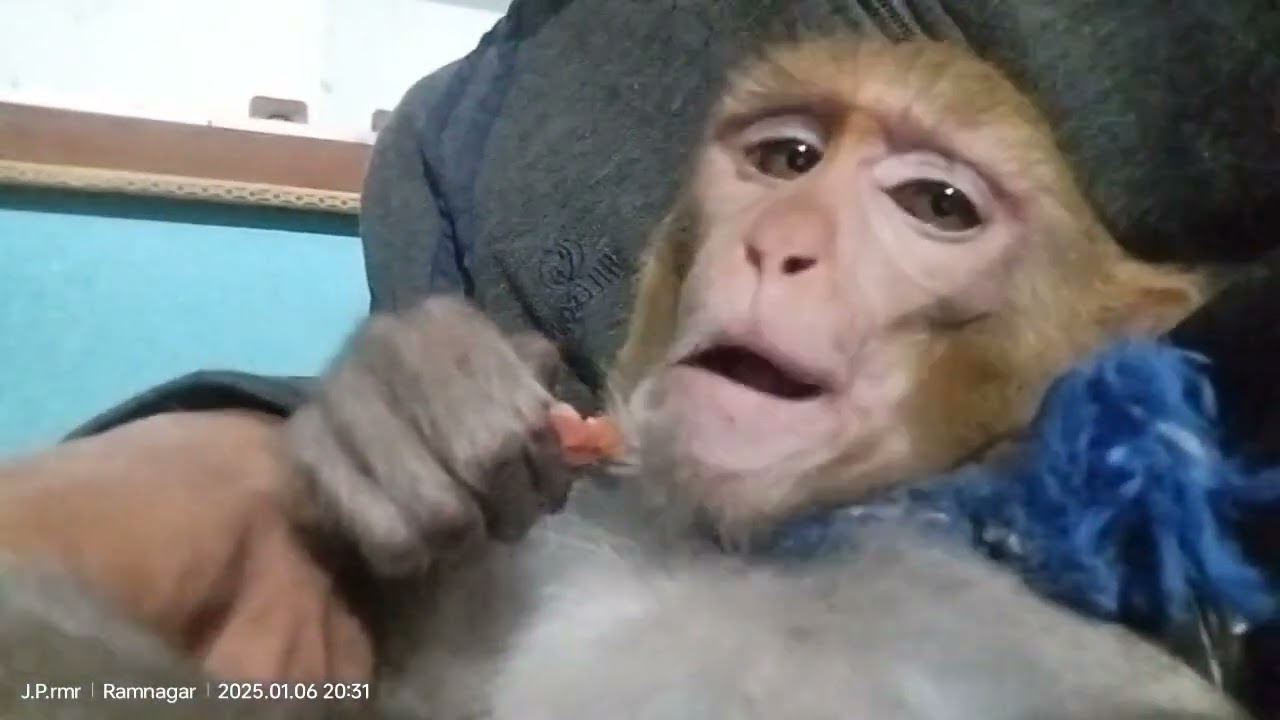 #monkey #eating  #2024 #2025 #cute #funny #animals #love