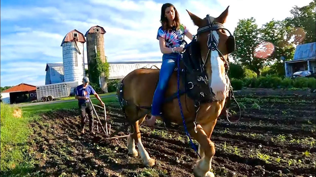 ПРОБЛЕМЫ С УБОРКОЙ СЕНА! 🙄 // Труди помогает возделывать сад вместе с леди!
