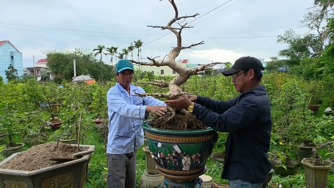 Thay đất sang chậu cây mai dáng long sai đại