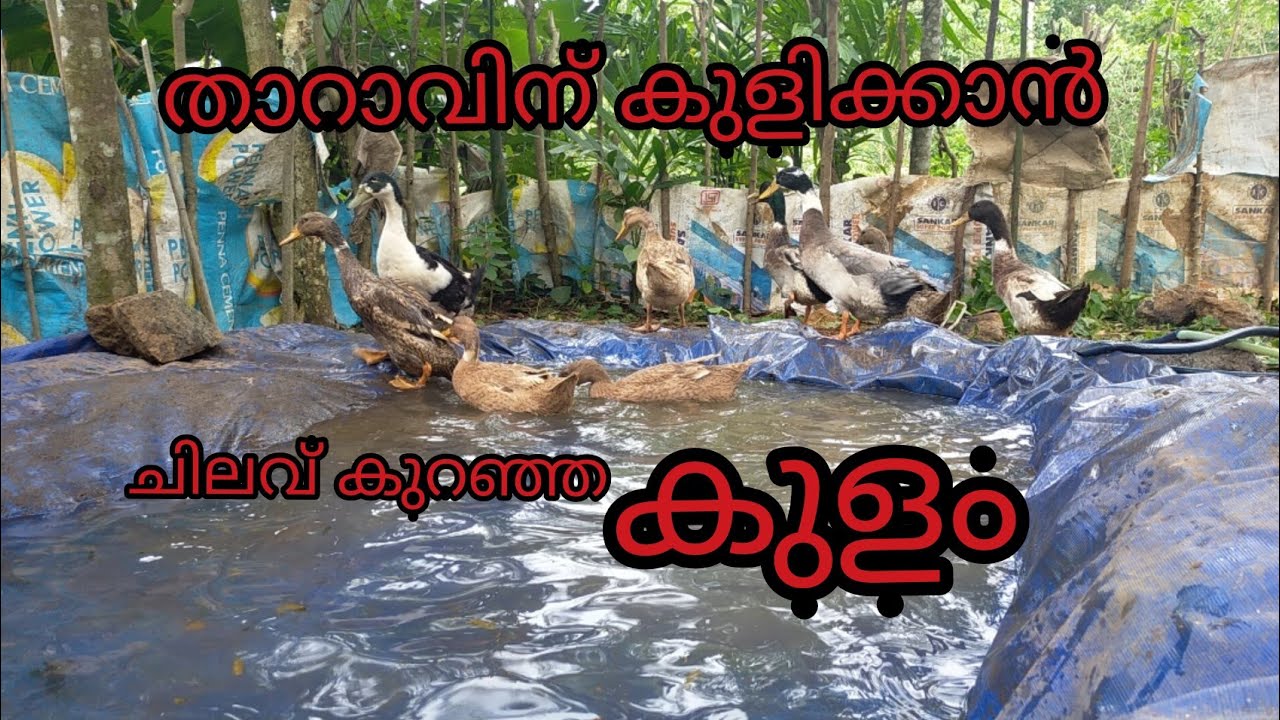 Building a Duck Pond | IN most Simple (Low Cost) താറാവ് കുളം കുറഞ്ഞ ചിലവിൽ ഉണ്ടാക്കിയാലോ...