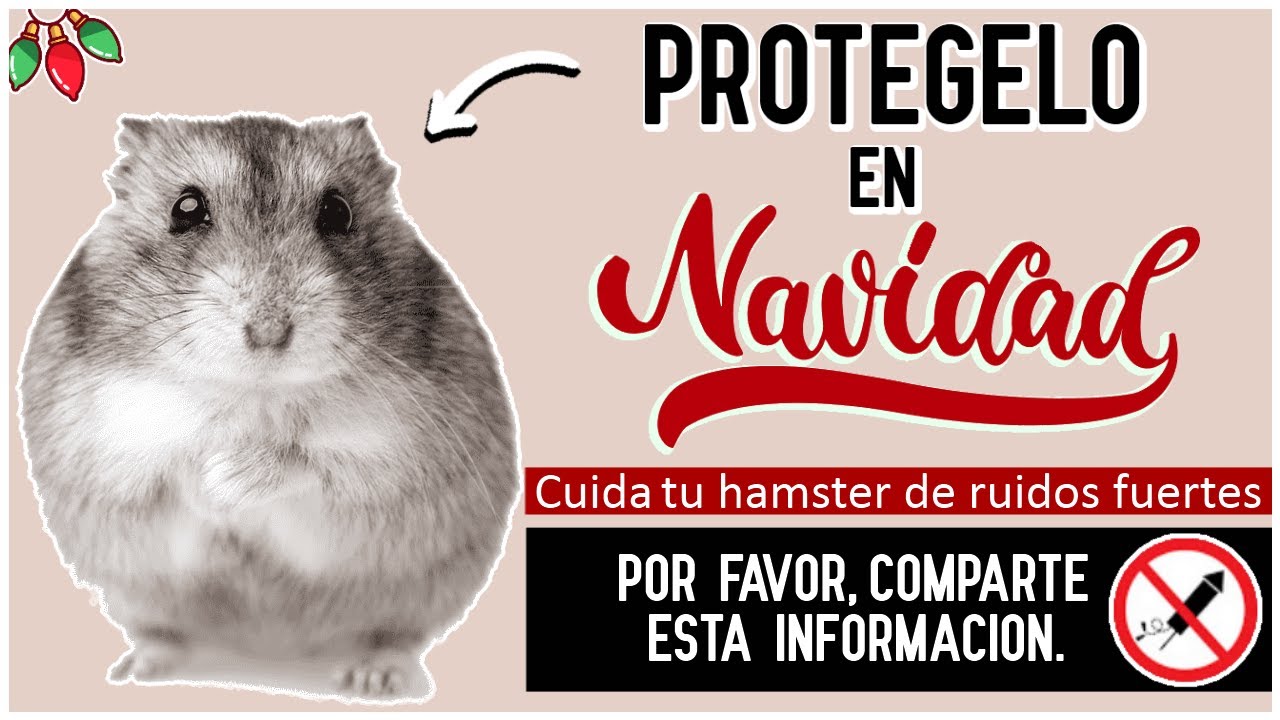 Como PROTEGER a mi HAMSTER de los FUEGOS ARTIFICIALES