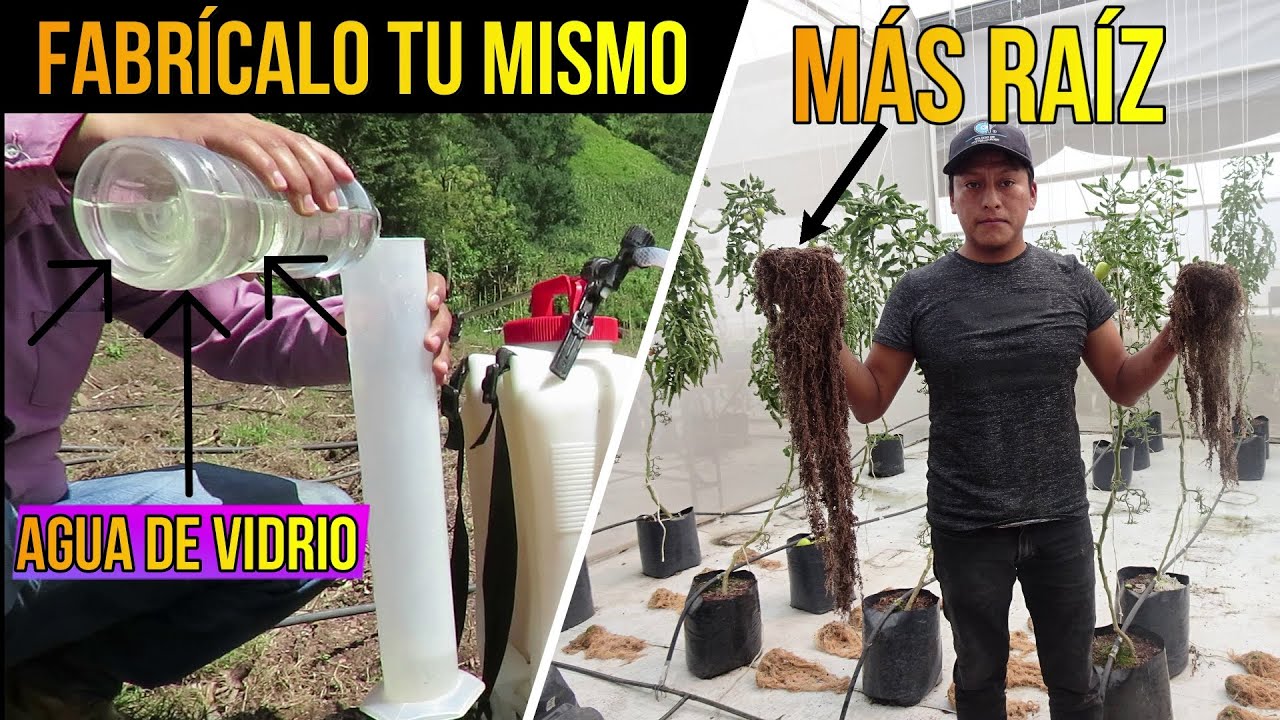 🍃 ¿Cómo Preparar el Agua de Vidrio? ¿Para qué Sirve? ¿Dosis de Aplicación?