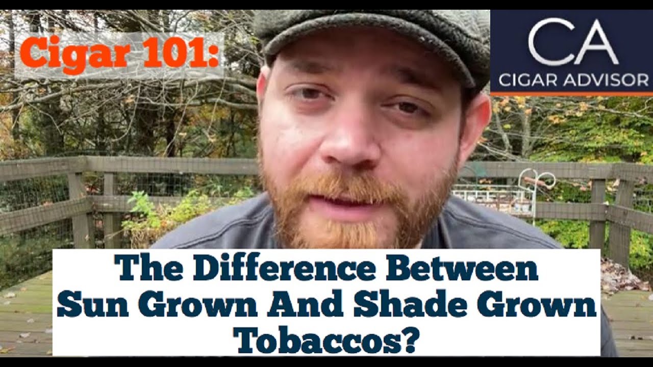 What&rsquo;s the difference between Sun Grown and Shade Grown tobacco? - Cigar 101