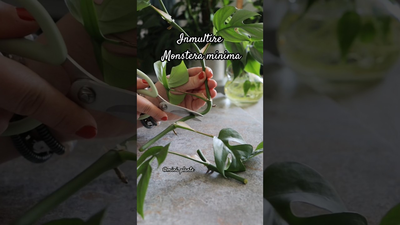 ✂️ Cum se inmulteste Monstera minima? 🌿  Raphidophora tetrasperma inmultire ✂️