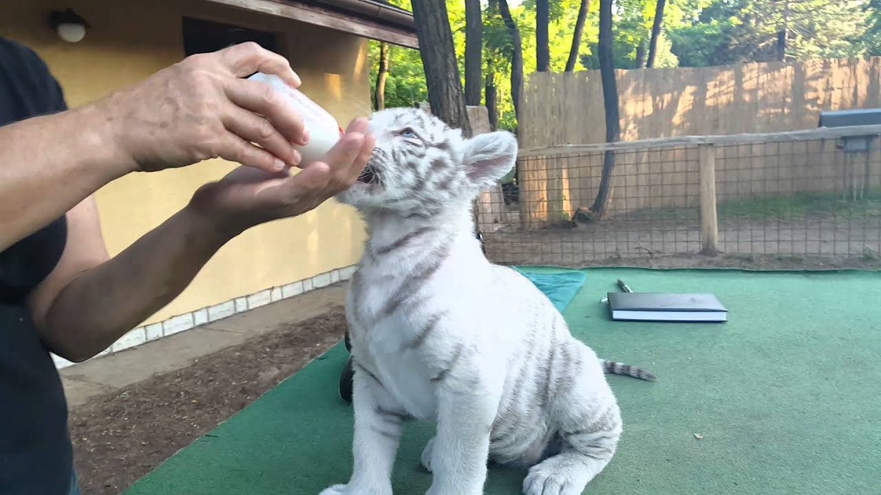 Super Cute Rare Baby White Tiger Cub Drinking Milk