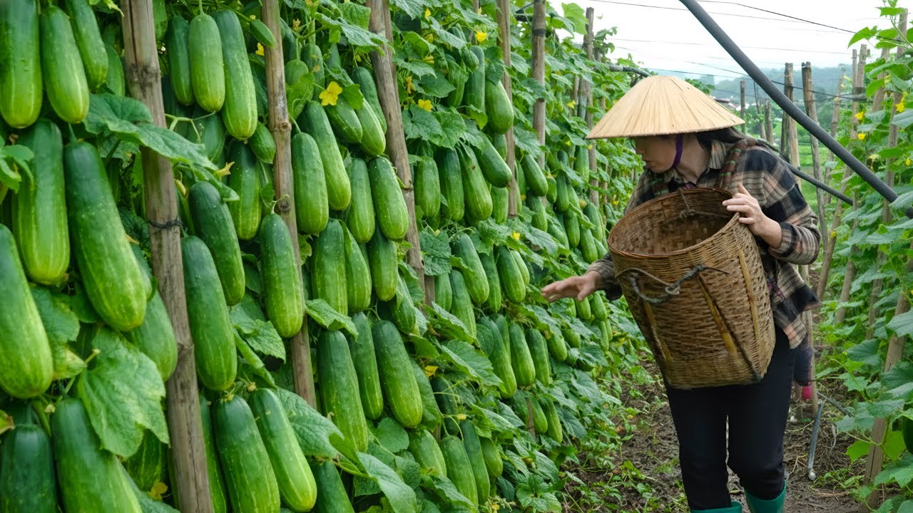 Harvesting cucumbers and making grilled eggs to sell - Dad builds a playhouse for his child