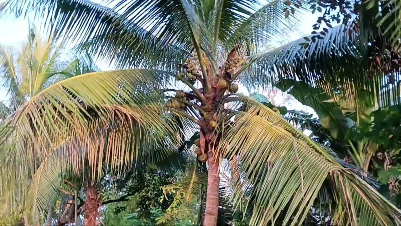 Maoni kinabuhi sa probinsya 😱