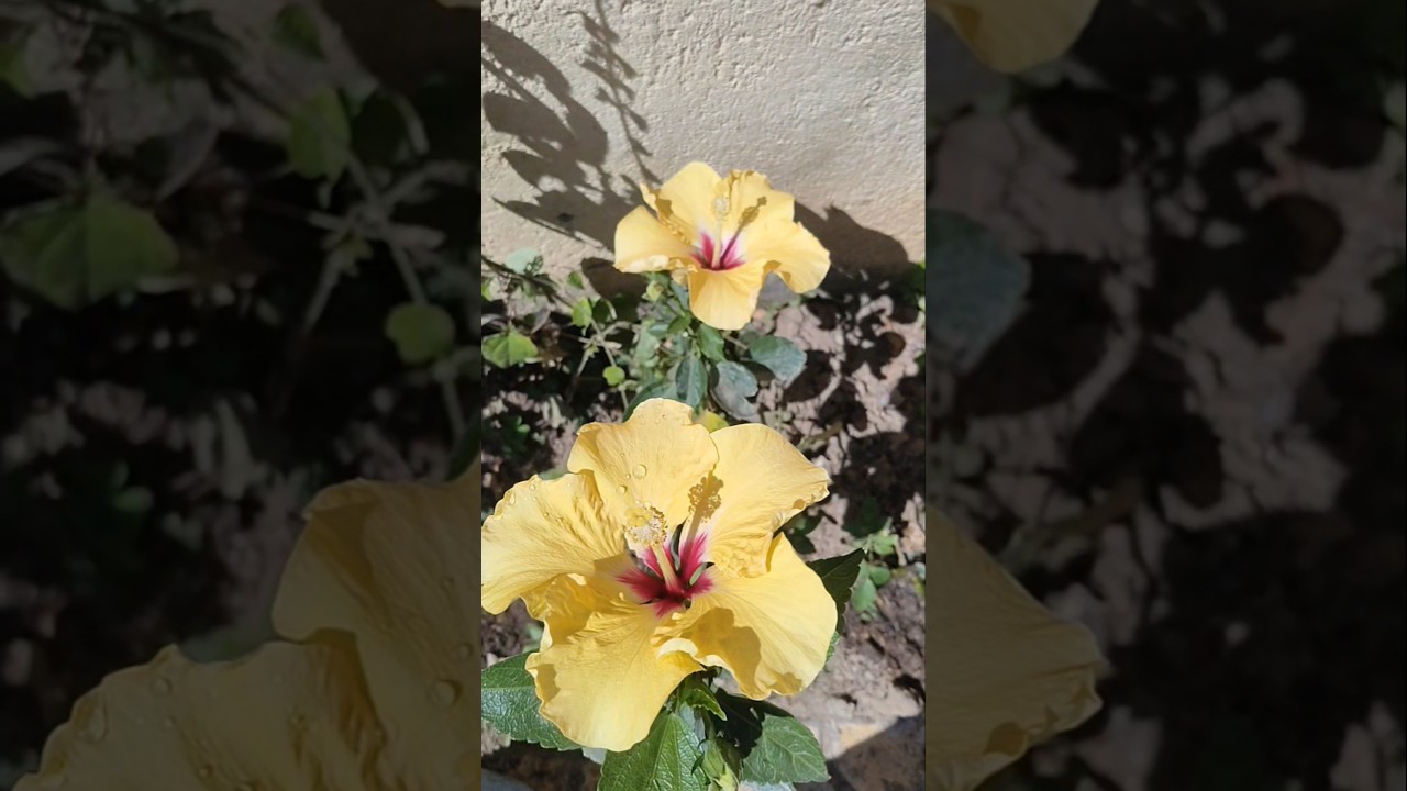 Whatever has to happen #flowers