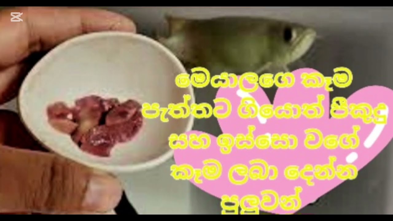 Arowana fish care in sinhala ඇරවානලා ගැන සිංහලෙන් 