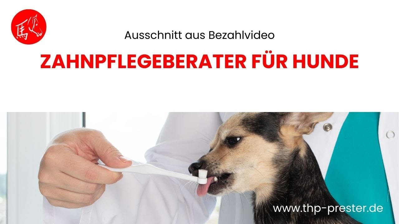 Zahnpflegeberater für Hunde (Ausschnitt aus Bezahlvideo)
