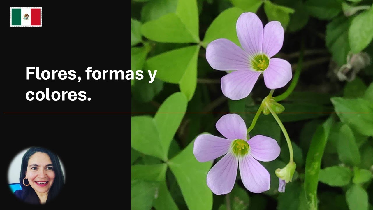 Flores, formas y colores.