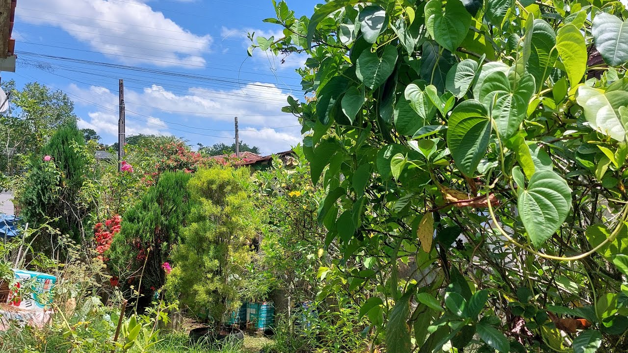 Olá! Bem vindos! Tour um pouco de tudo.Um abençoado Domingo o todos.