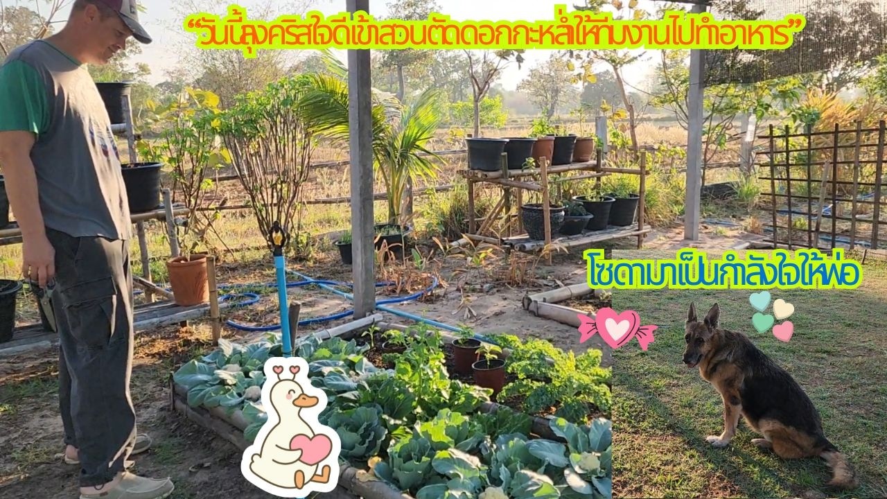 “เข้าสวนเก็บดอกกะหล่ำ สด ๆ ฝากทีมงานเข้าครัว”