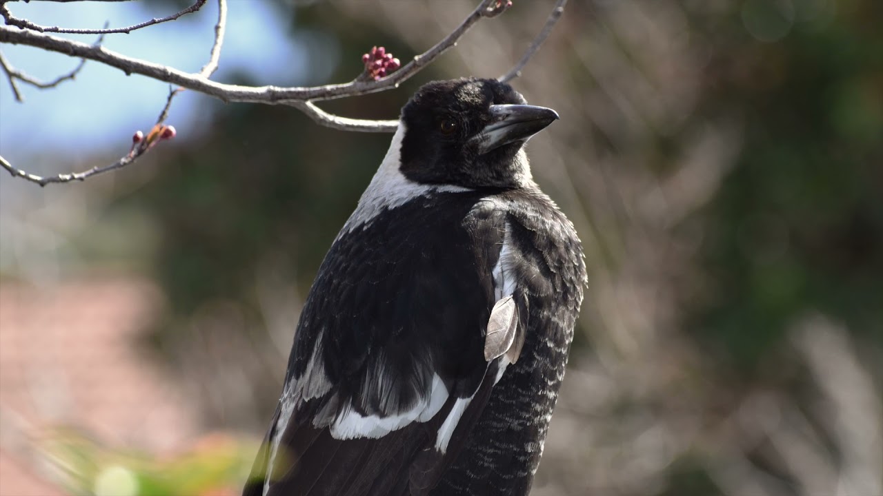 Canberra Wildlife